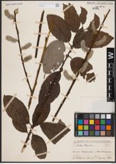 Foto von Salix caprea L.